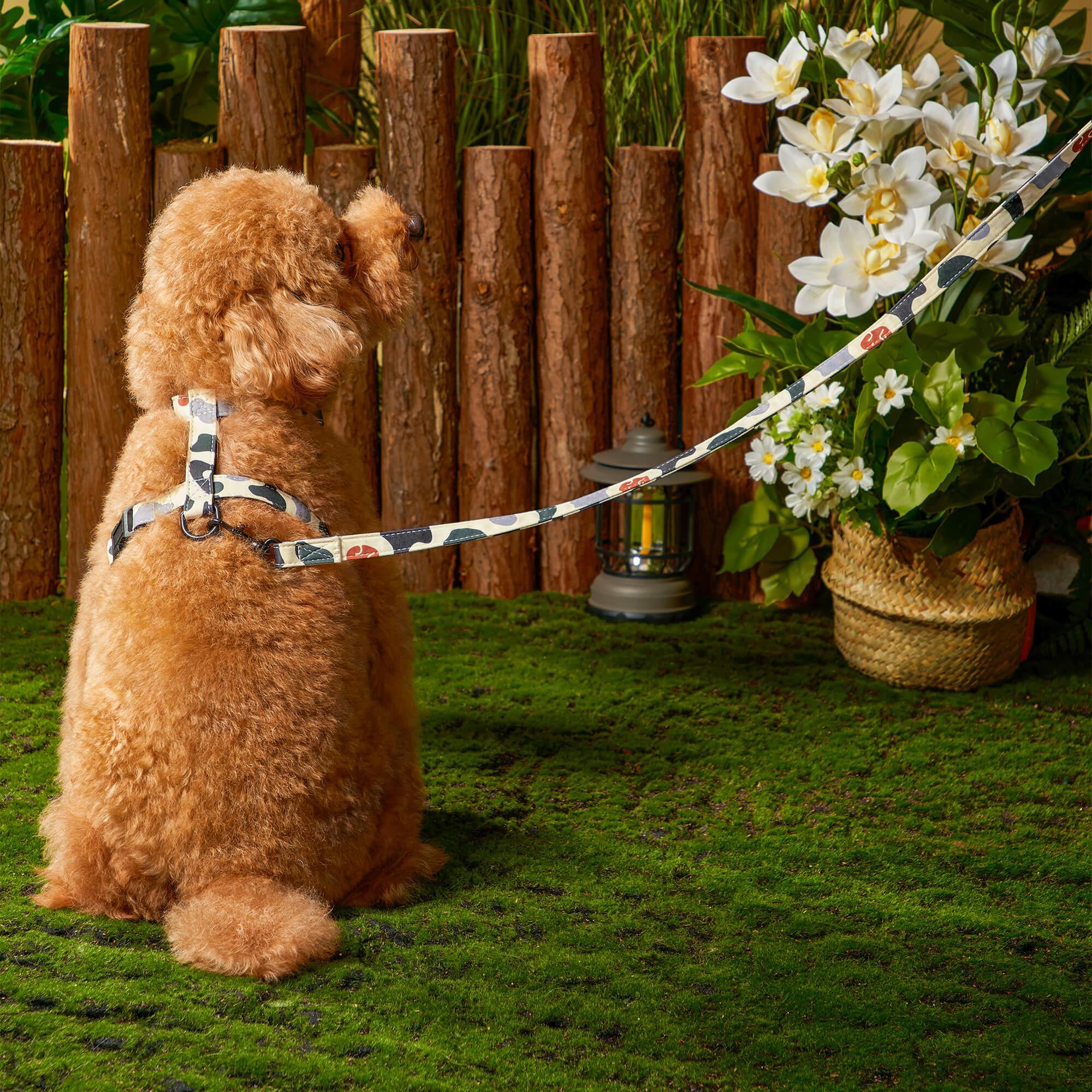 Pet Leash | Pet - Image 2